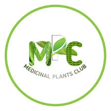 A serene outdoor setting featuring a single, vibrant green medicinal plant